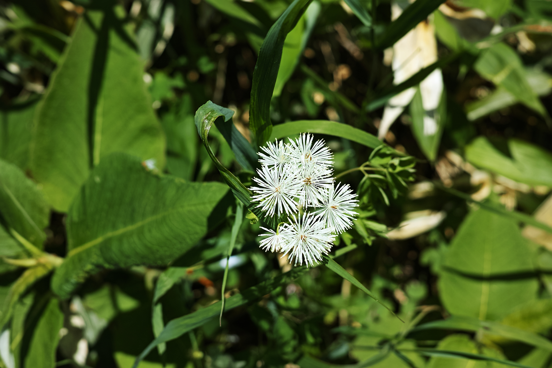 f:id:yusei3:20210806234418j:plain