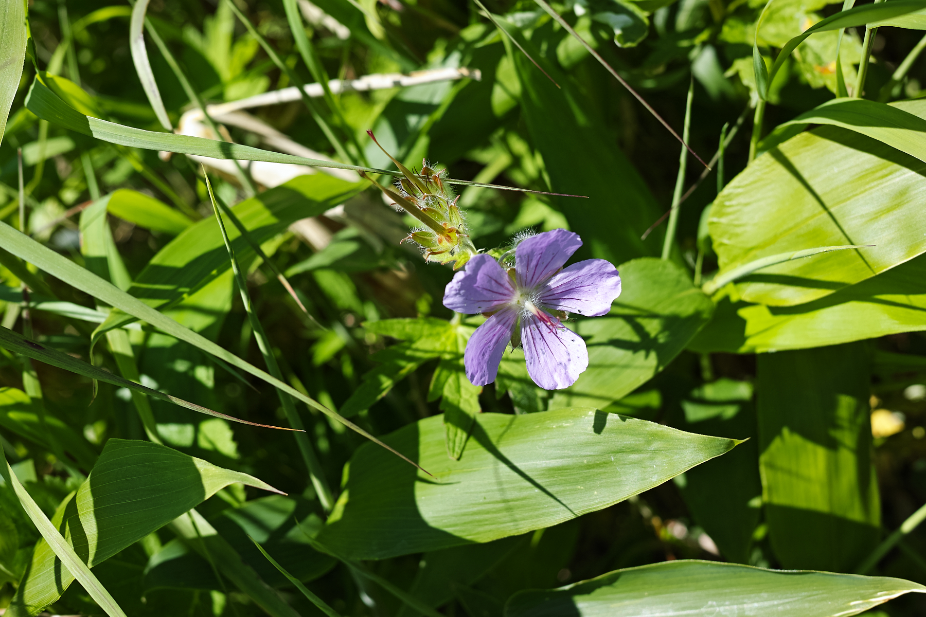 f:id:yusei3:20210806234434j:plain