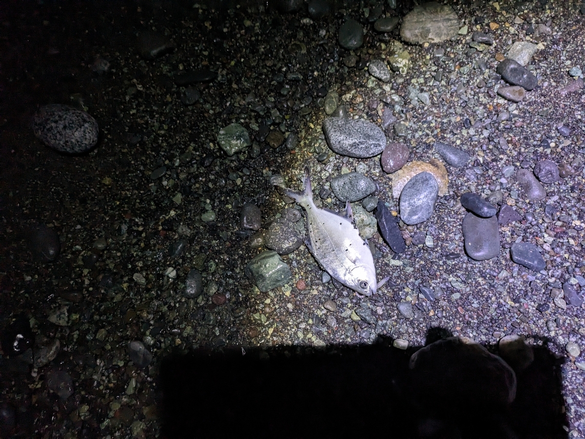 波打ち際でコバンアジが釣れた