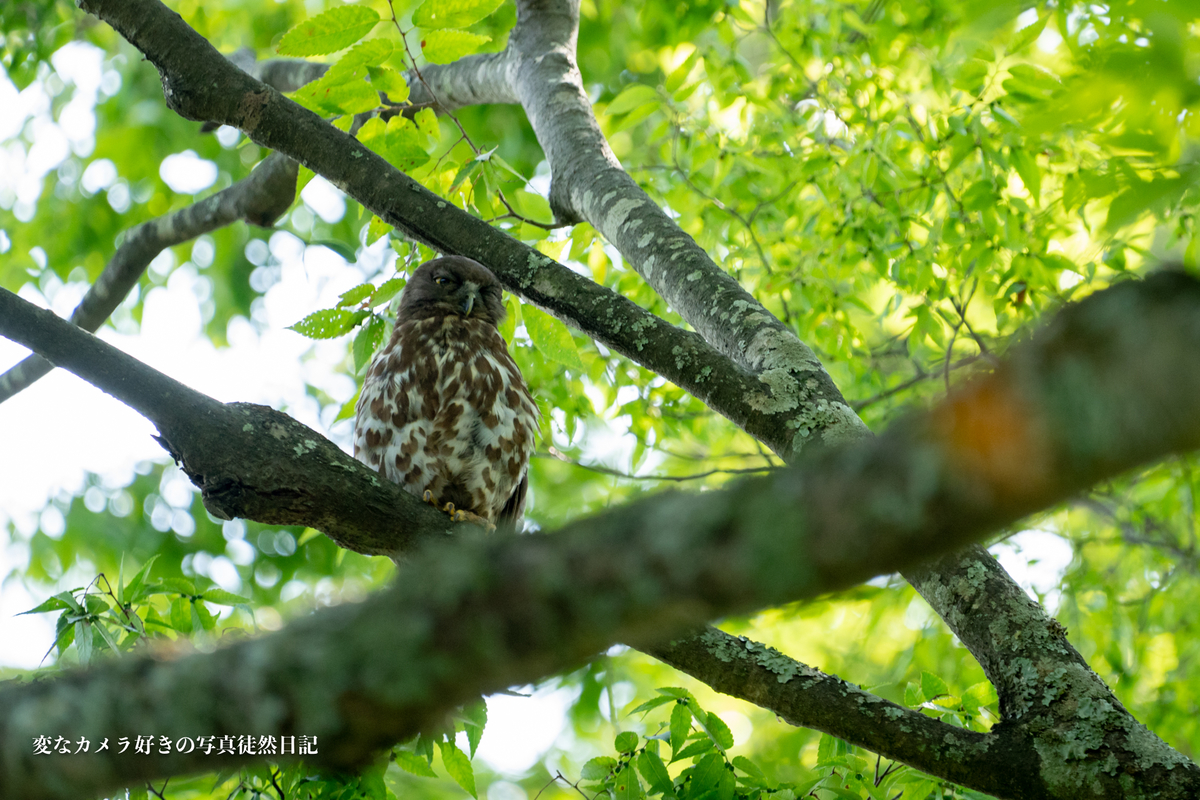 f:id:yuseiphotos:20190731010553j:plain