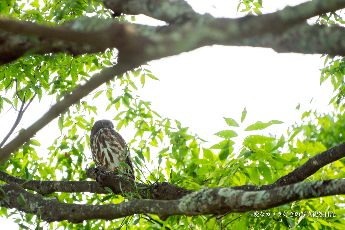 f:id:yuseiphotos:20190731011705j:plain
