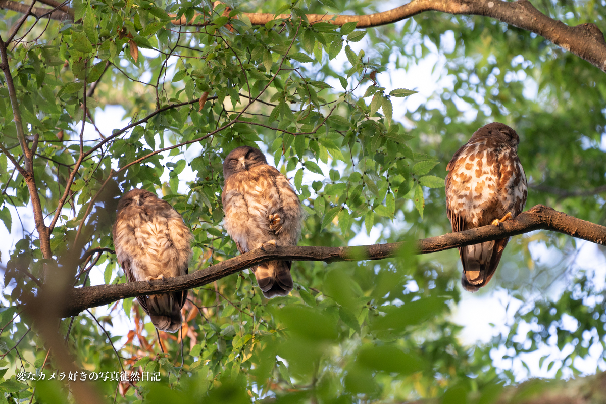 f:id:yuseiphotos:20190801152101j:plain