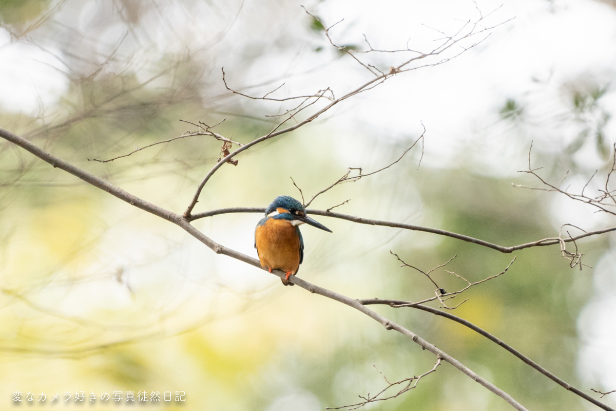 f:id:yuseiphotos:20200109130556j:plain f:id:yuseiphotos:20200109130556j:plain