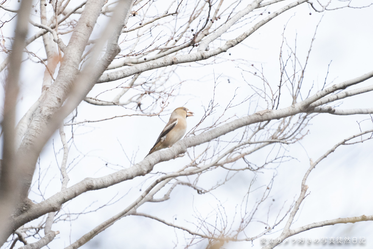 f:id:yuseiphotos:20200109134159j:plain f:id:yuseiphotos:20200109134159j:plain