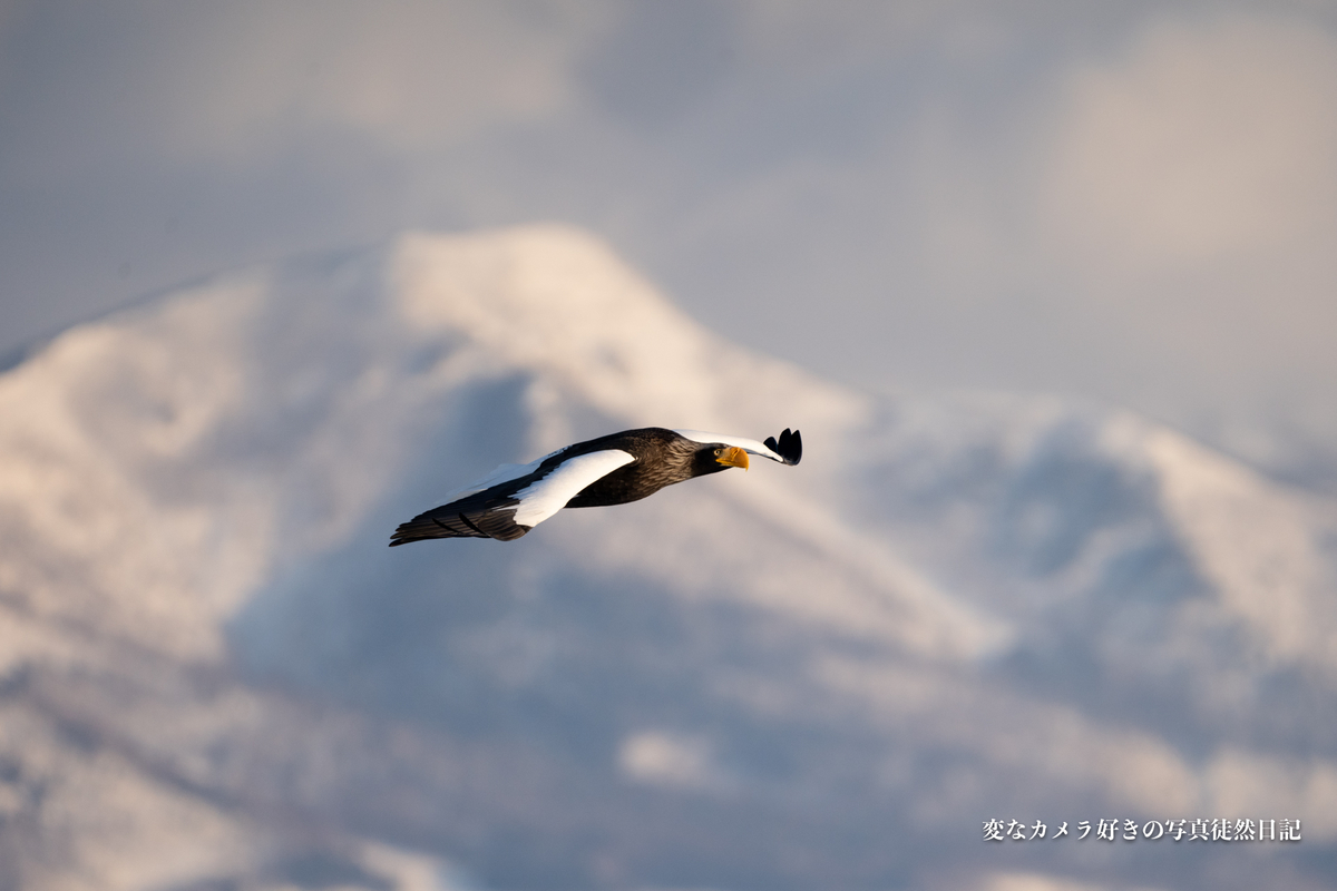 f:id:yuseiphotos:20200321113751j:plain f:id:yuseiphotos:20200321113751j:plain