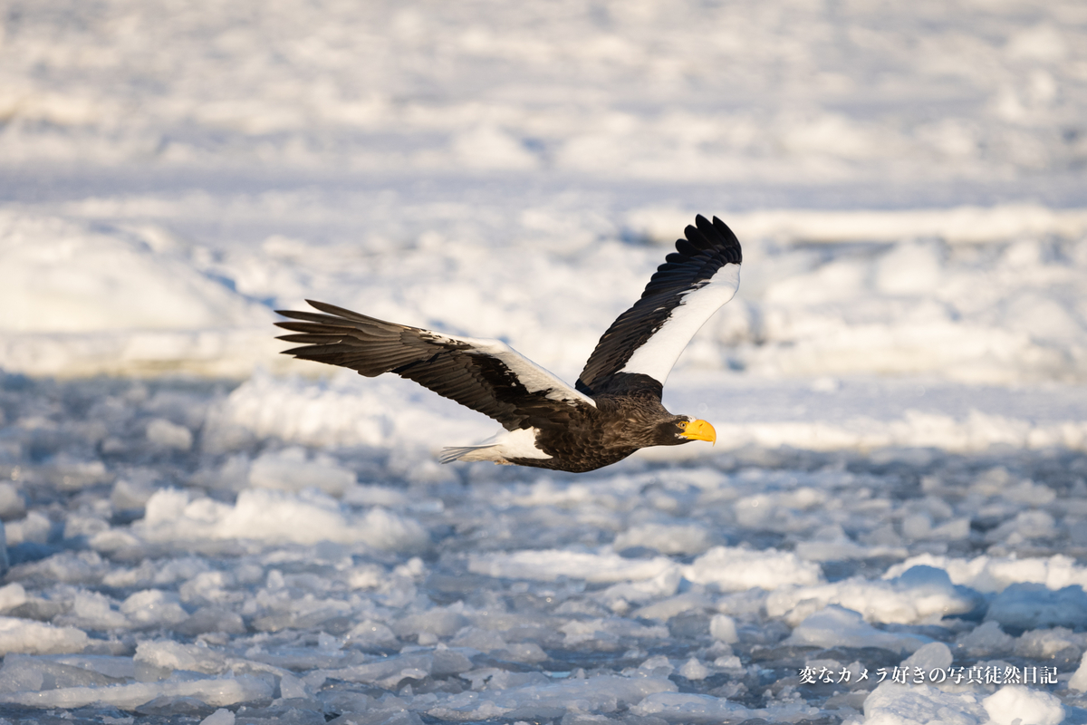 f:id:yuseiphotos:20200321113756j:plain f:id:yuseiphotos:20200321113756j:plain