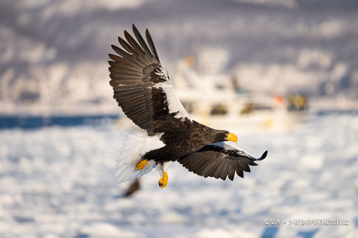f:id:yuseiphotos:20200321113801j:plain f:id:yuseiphotos:20200321113801j:plain