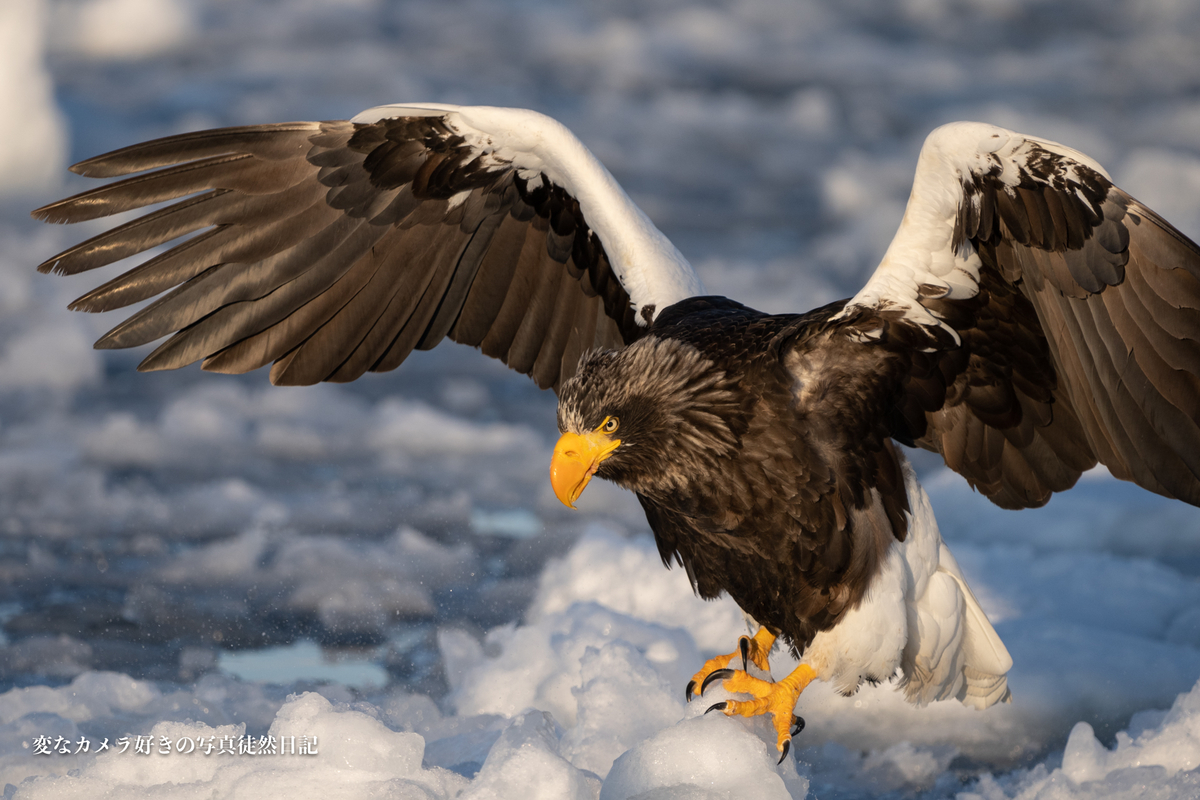 f:id:yuseiphotos:20200321113808j:plain f:id:yuseiphotos:20200321113808j:plain