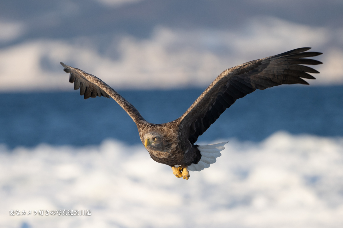 f:id:yuseiphotos:20200321113813j:plain f:id:yuseiphotos:20200321113813j:plain