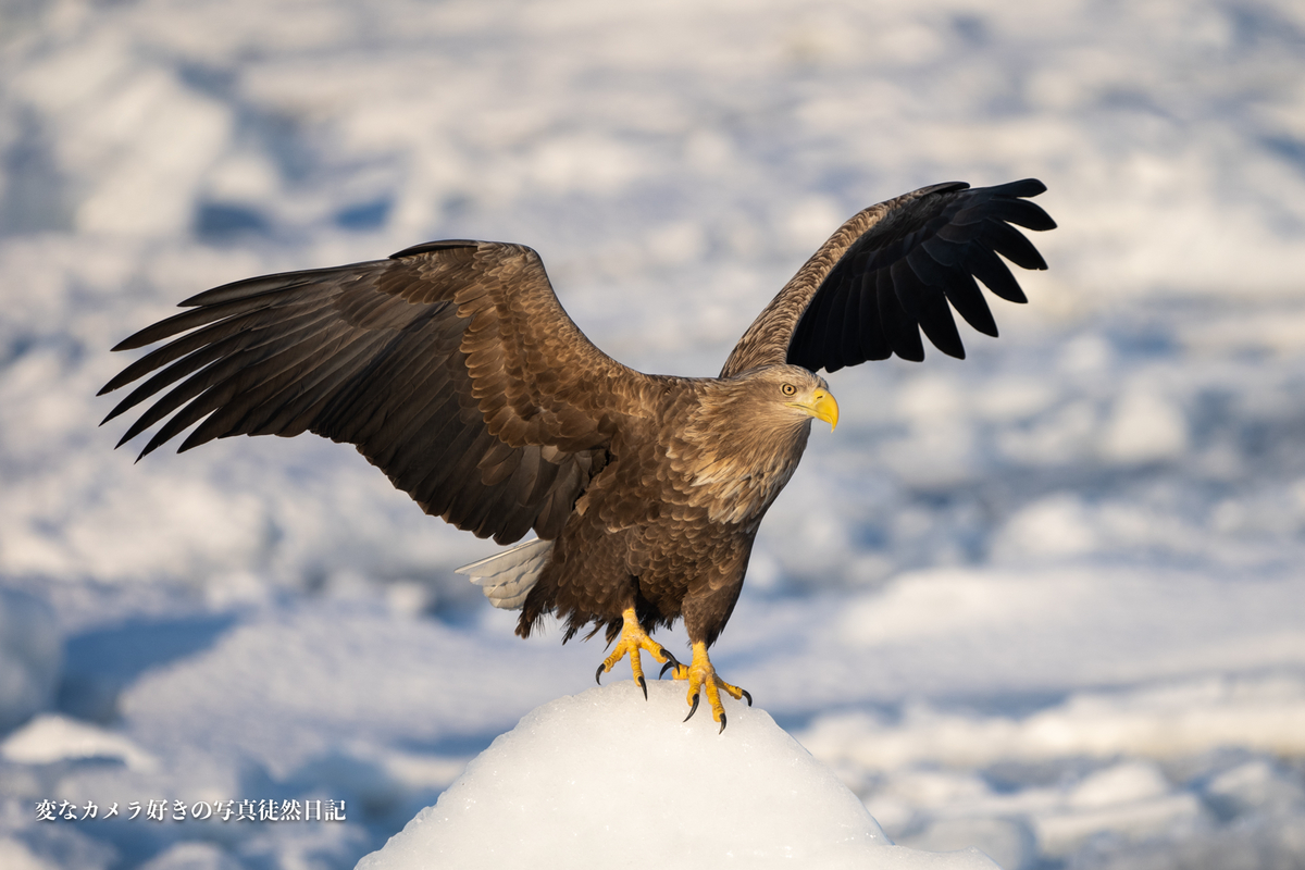 f:id:yuseiphotos:20200321113819j:plain f:id:yuseiphotos:20200321113819j:plain
