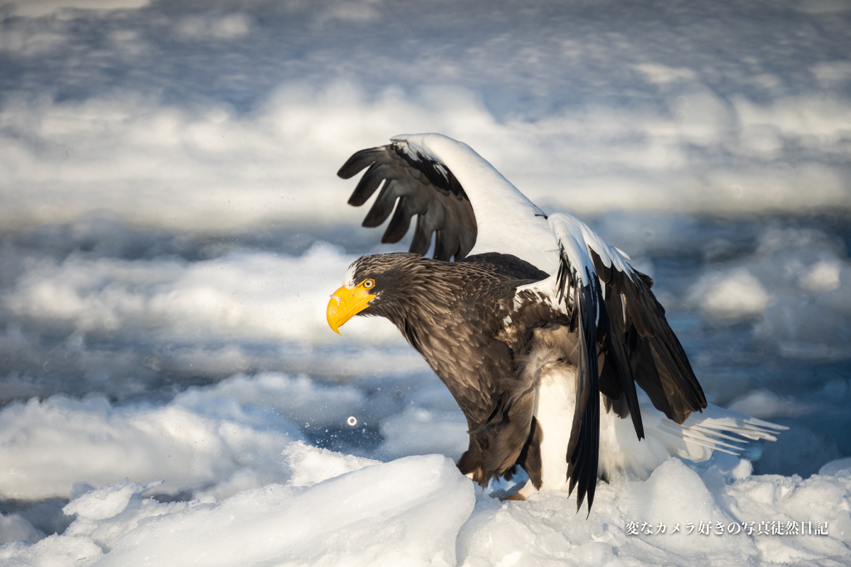 f:id:yuseiphotos:20200321113831j:plain f:id:yuseiphotos:20200321113831j:plain