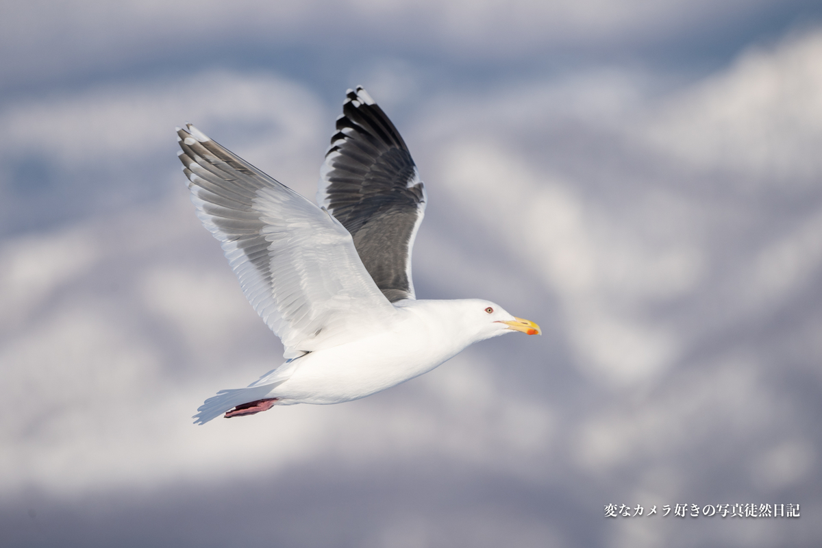 f:id:yuseiphotos:20200321113842j:plain f:id:yuseiphotos:20200321113842j:plain