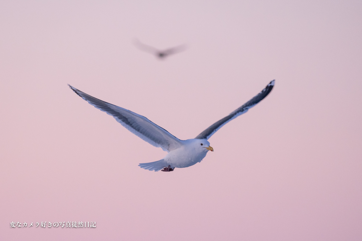 f:id:yuseiphotos:20200419162641j:plain f:id:yuseiphotos:20200419162641j:plain