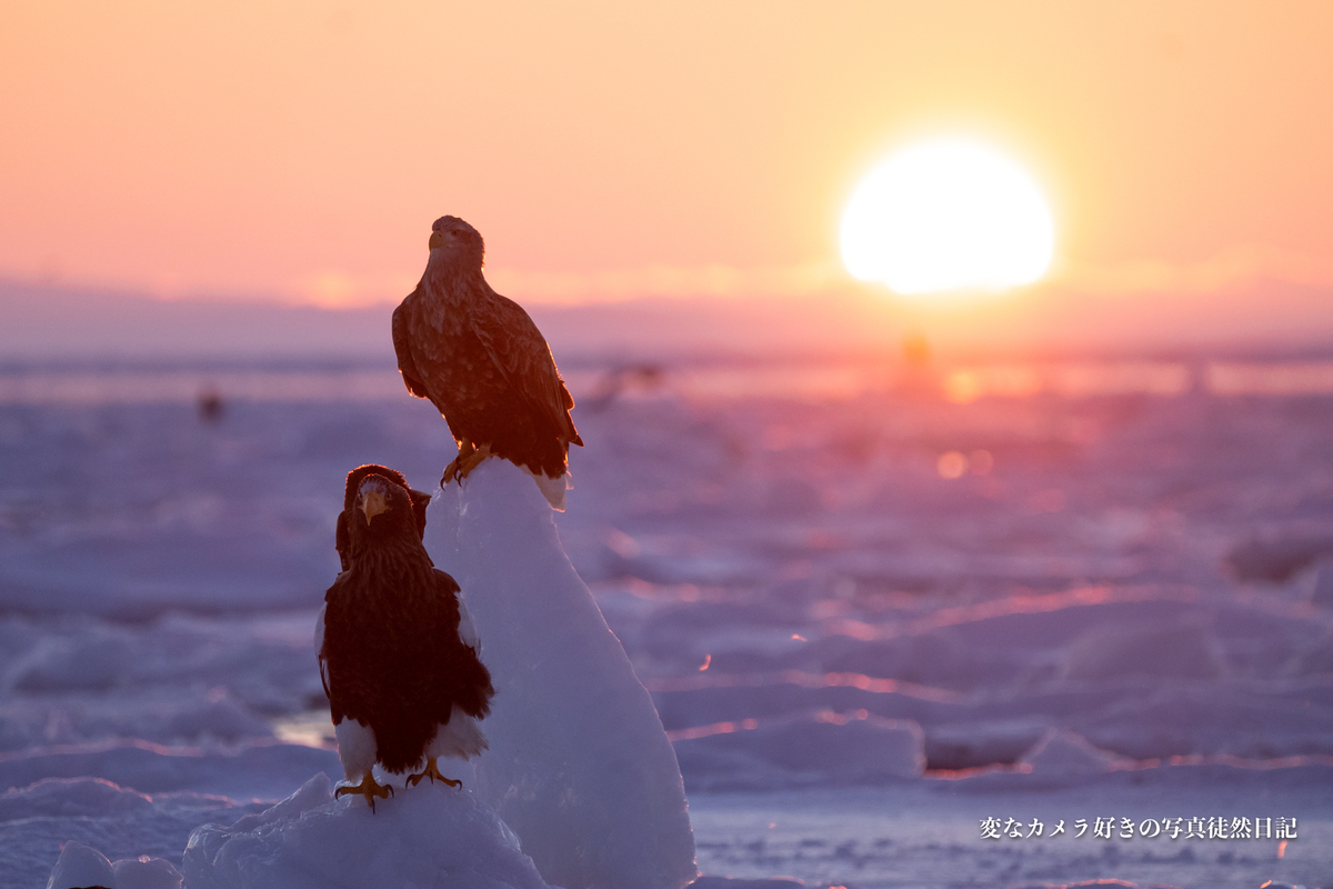 f:id:yuseiphotos:20200419235104j:plain