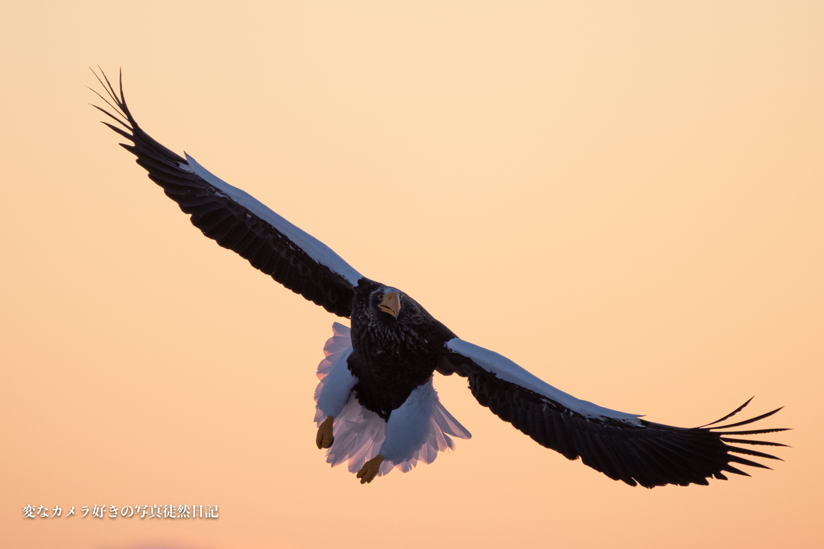 f:id:yuseiphotos:20200420064037j:plain