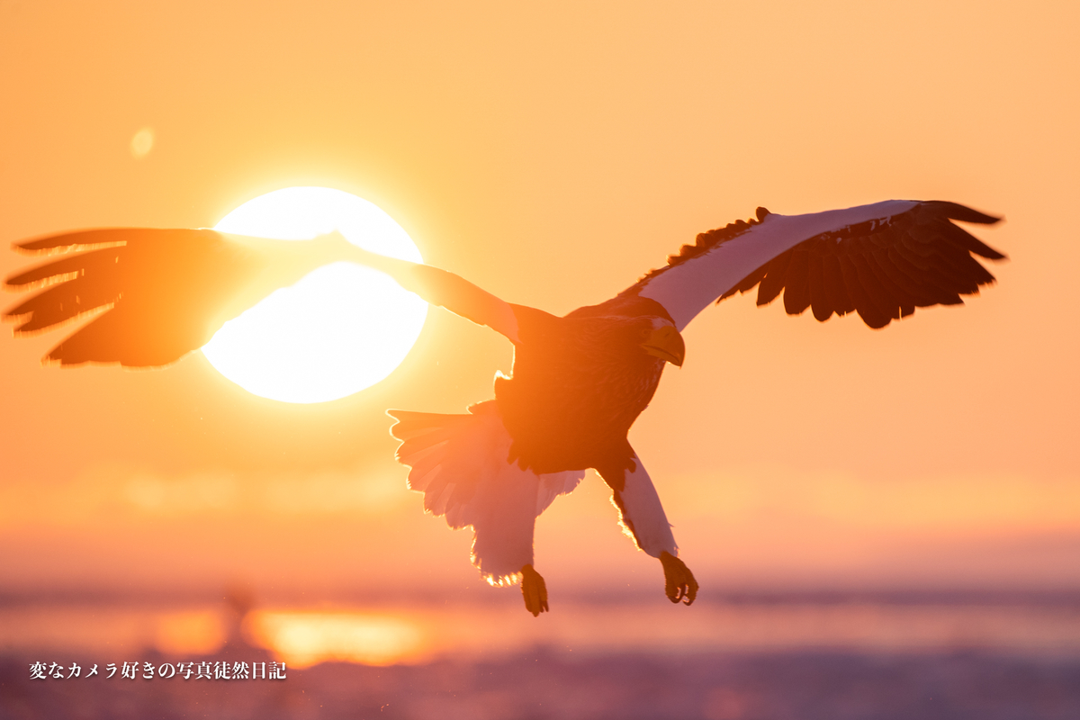 f:id:yuseiphotos:20200420064113j:plain