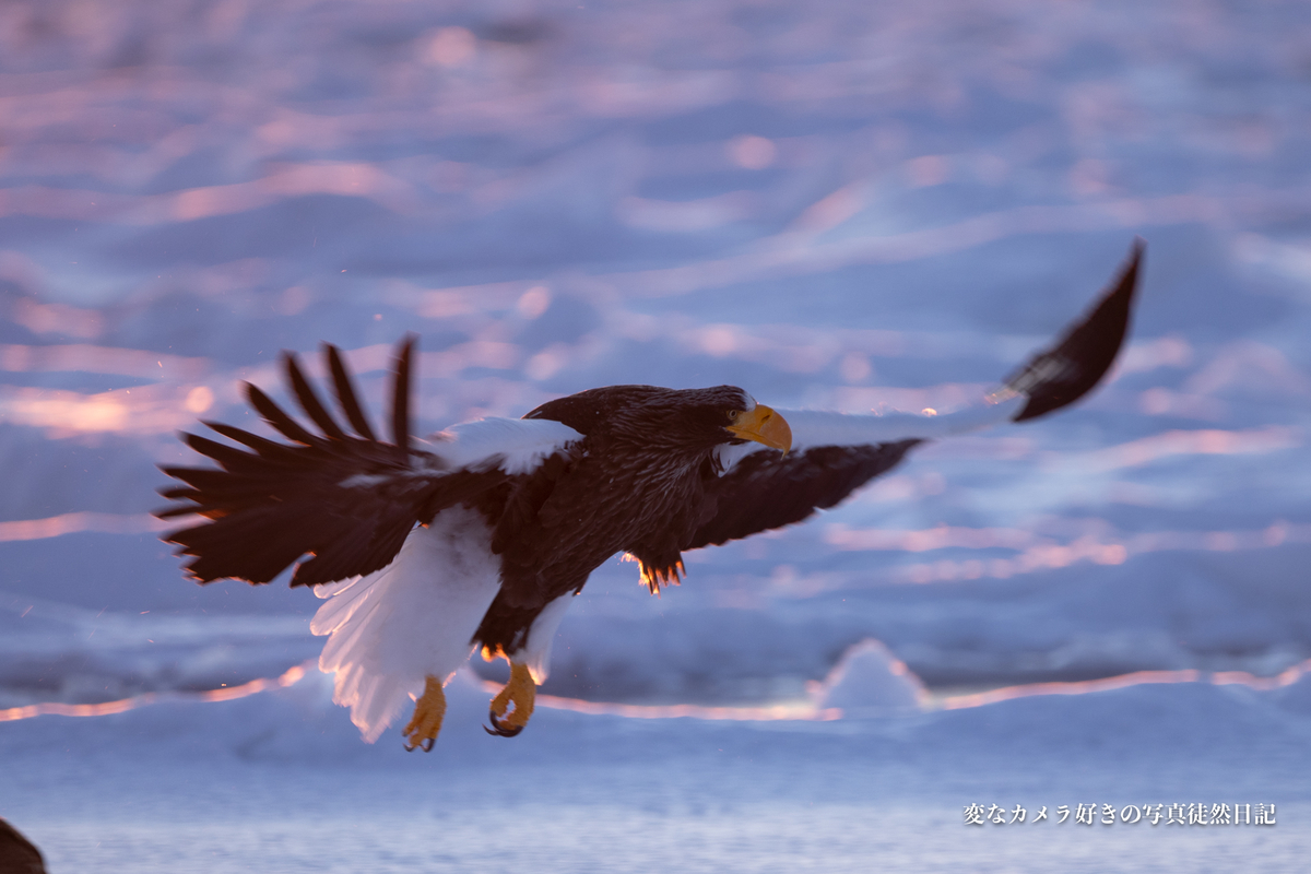 f:id:yuseiphotos:20200420064200j:plain