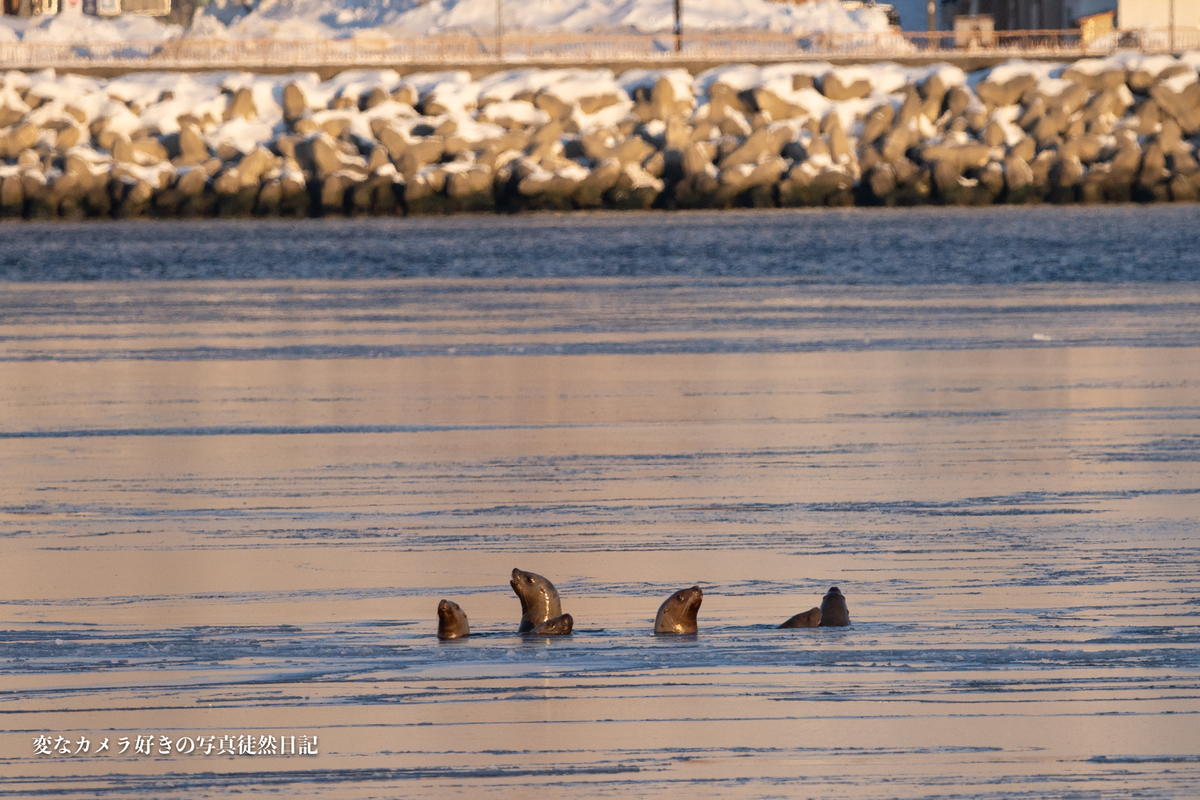 f:id:yuseiphotos:20200420064328j:plain