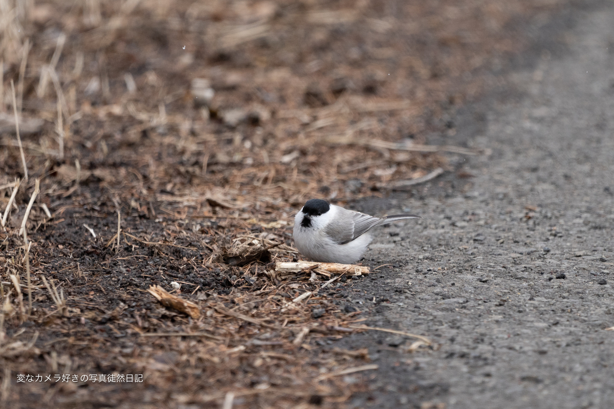 f:id:yuseiphotos:20200502141019j:plain