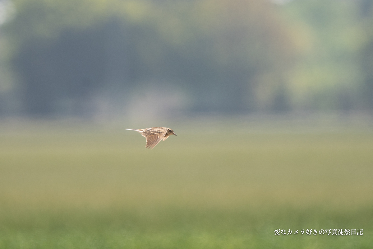 f:id:yuseiphotos:20200704175114j:plain
