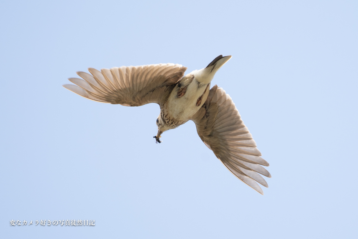 f:id:yuseiphotos:20200704175121j:plain
