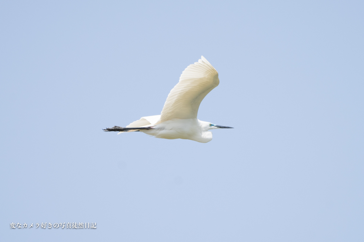 f:id:yuseiphotos:20200704175126j:plain