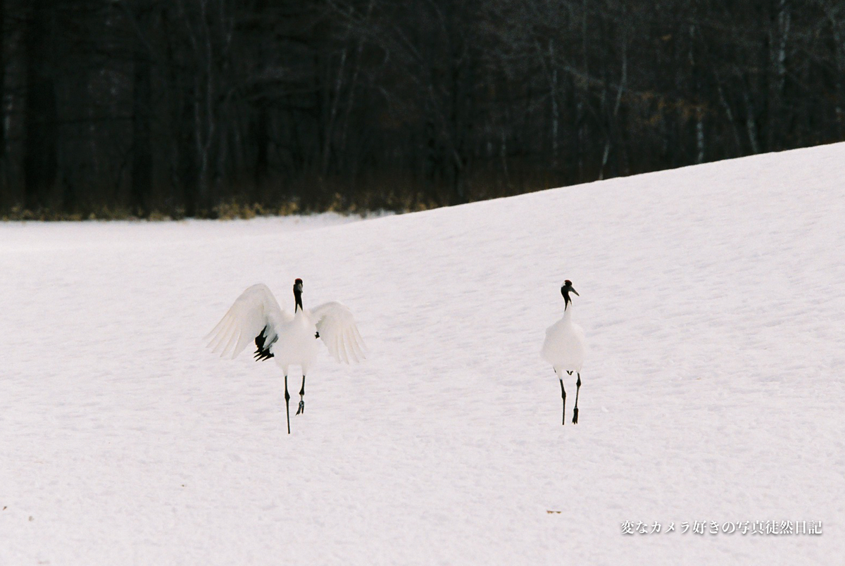 f:id:yuseiphotos:20200711035624j:plain