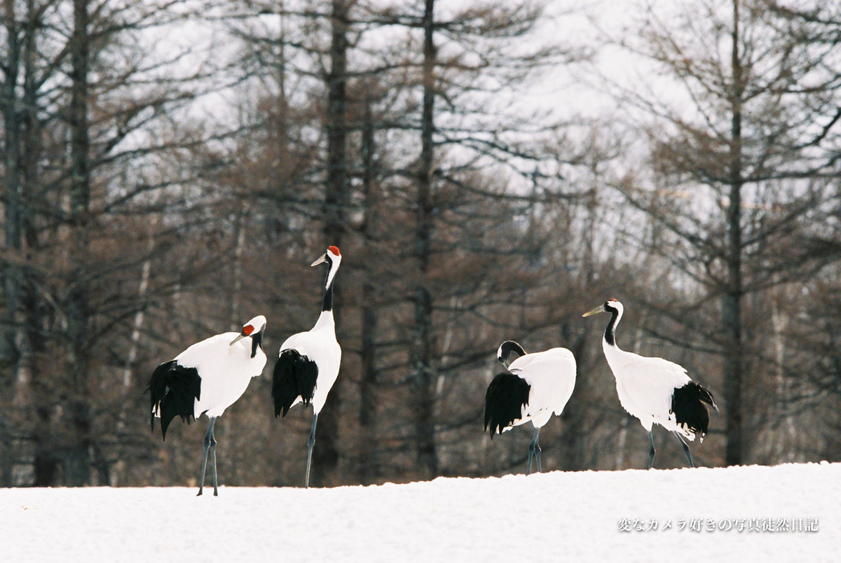 f:id:yuseiphotos:20200711035649j:plain