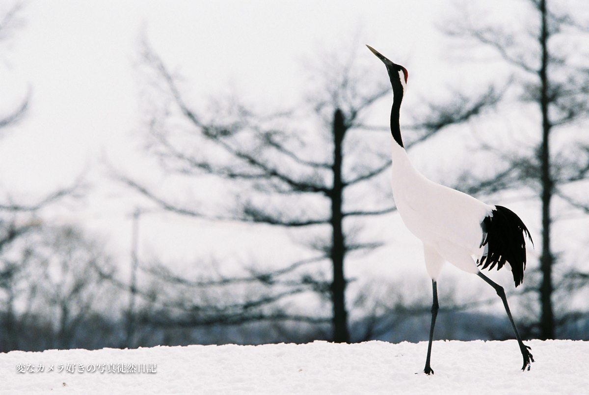 f:id:yuseiphotos:20200711035656j:plain