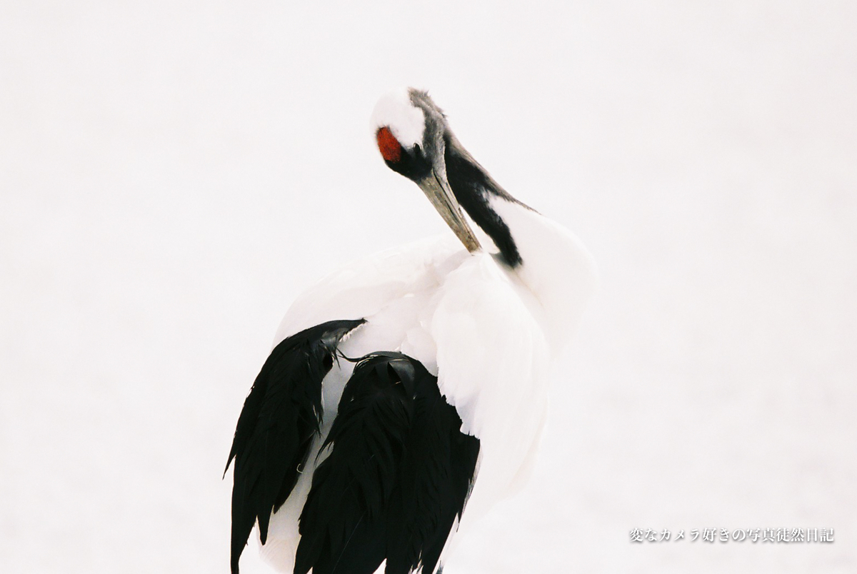 f:id:yuseiphotos:20200711035702j:plain