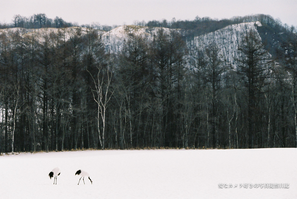 f:id:yuseiphotos:20200711035724j:plain