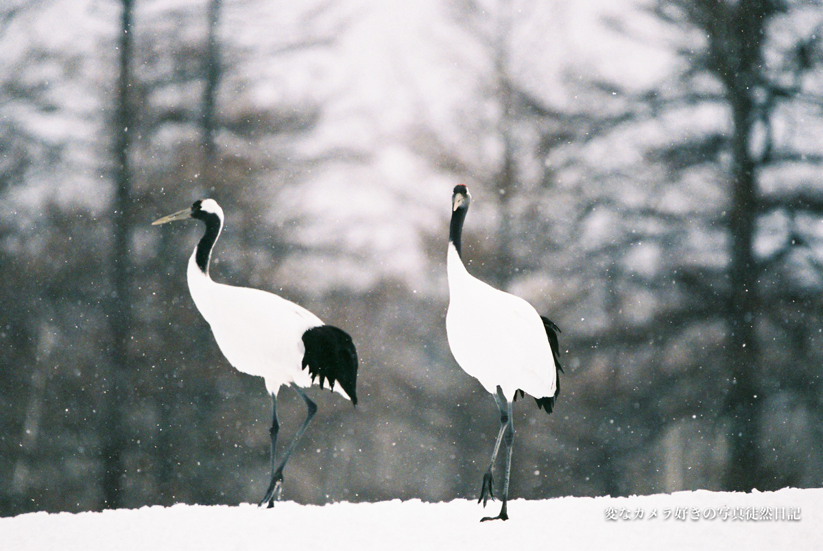 f:id:yuseiphotos:20200711035737j:plain