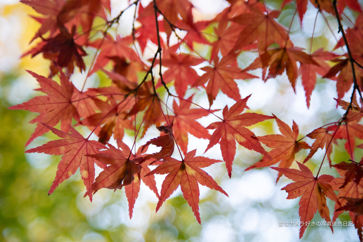 f:id:yuseiphotos:20201217223534j:plain