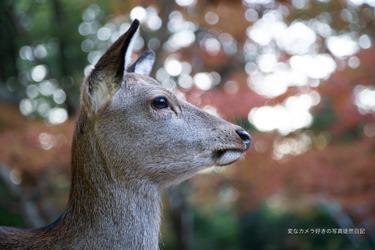 f:id:yuseiphotos:20201217223544j:plain