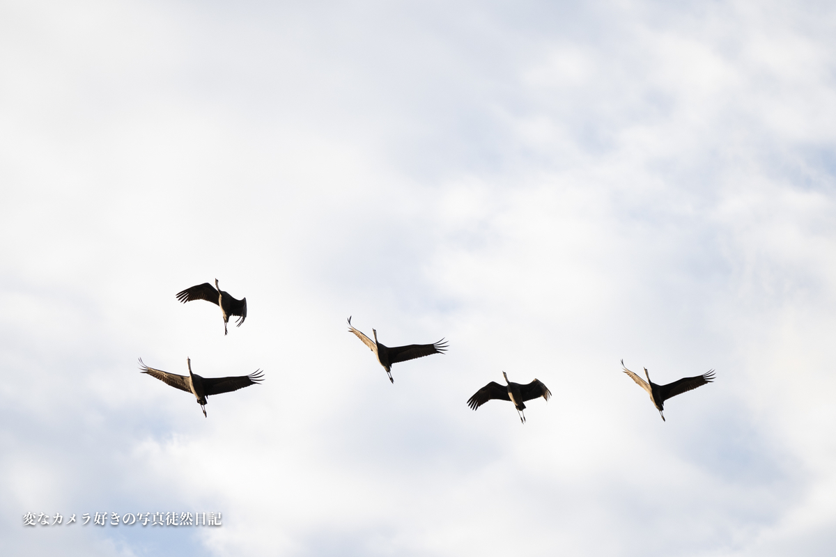 f:id:yuseiphotos:20201228230056j:plain
