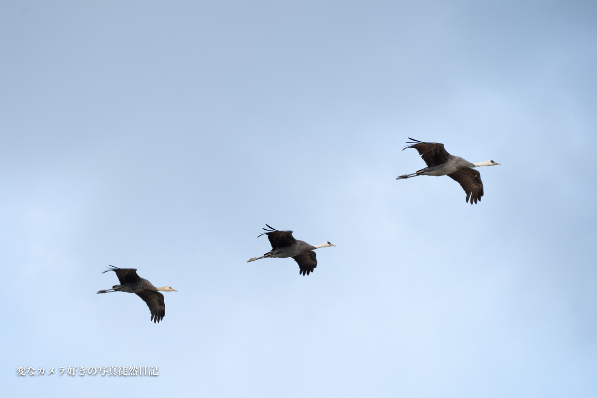 f:id:yuseiphotos:20201228230125j:plain