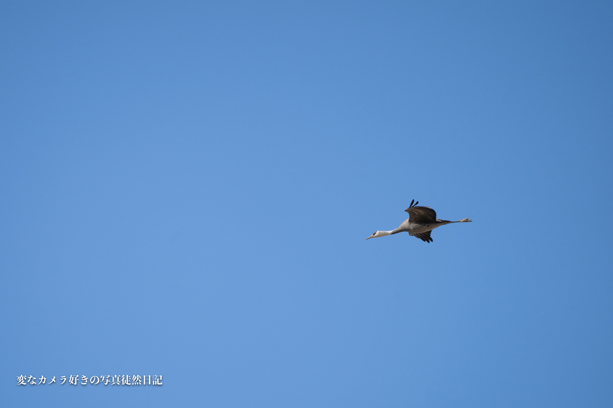 f:id:yuseiphotos:20201228230142j:plain