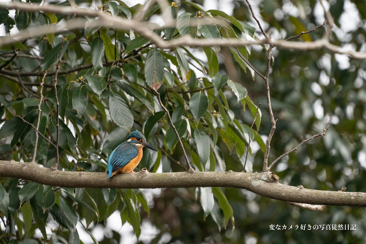 f:id:yuseiphotos:20210115002647j:plain