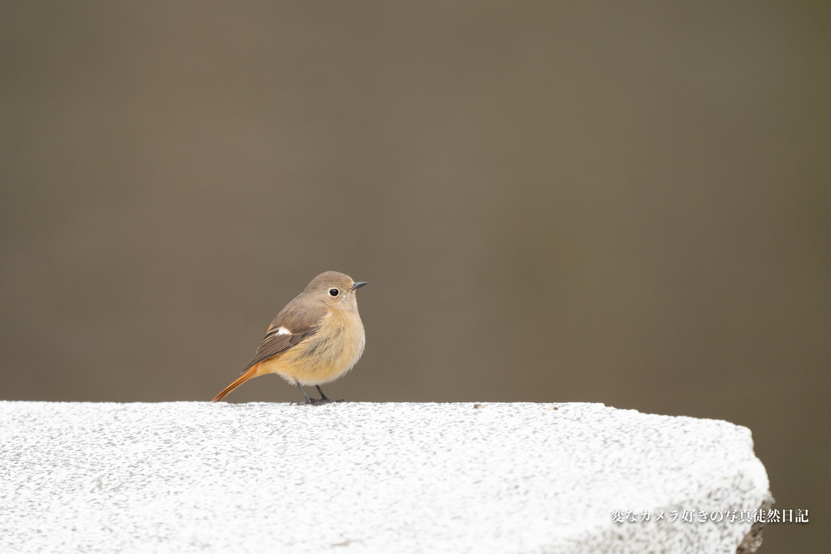 f:id:yuseiphotos:20210115002654j:plain