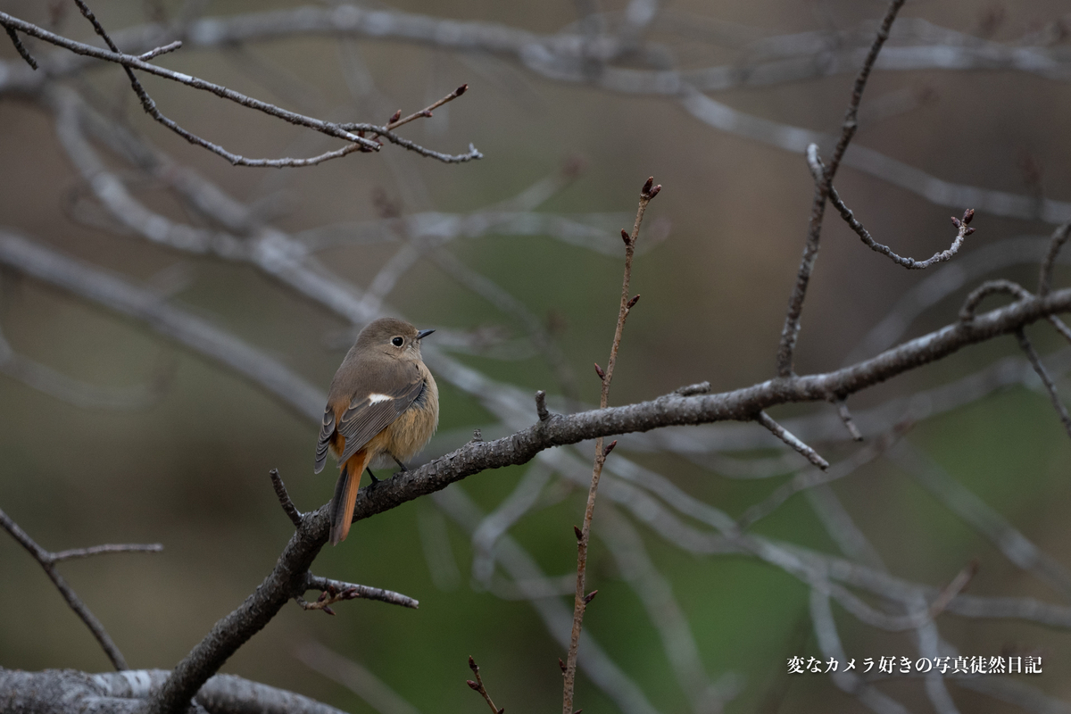 f:id:yuseiphotos:20210115002701j:plain