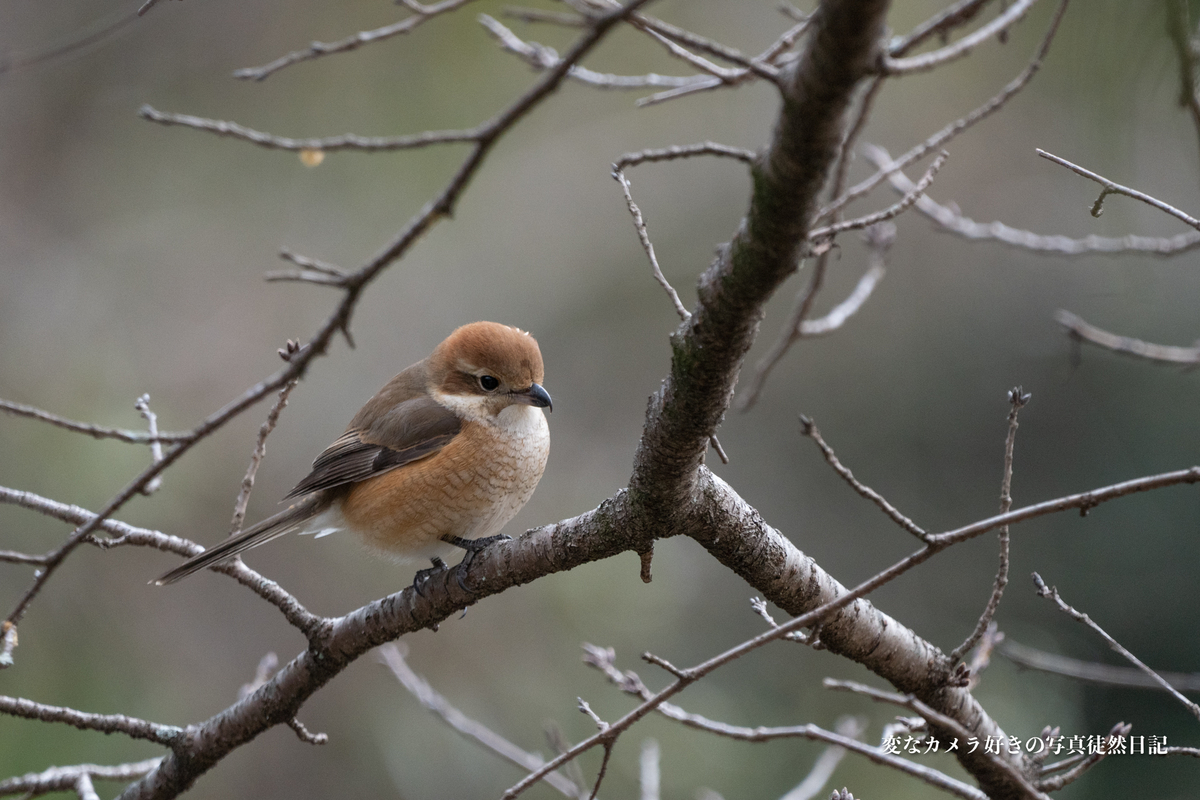 f:id:yuseiphotos:20210115002709j:plain