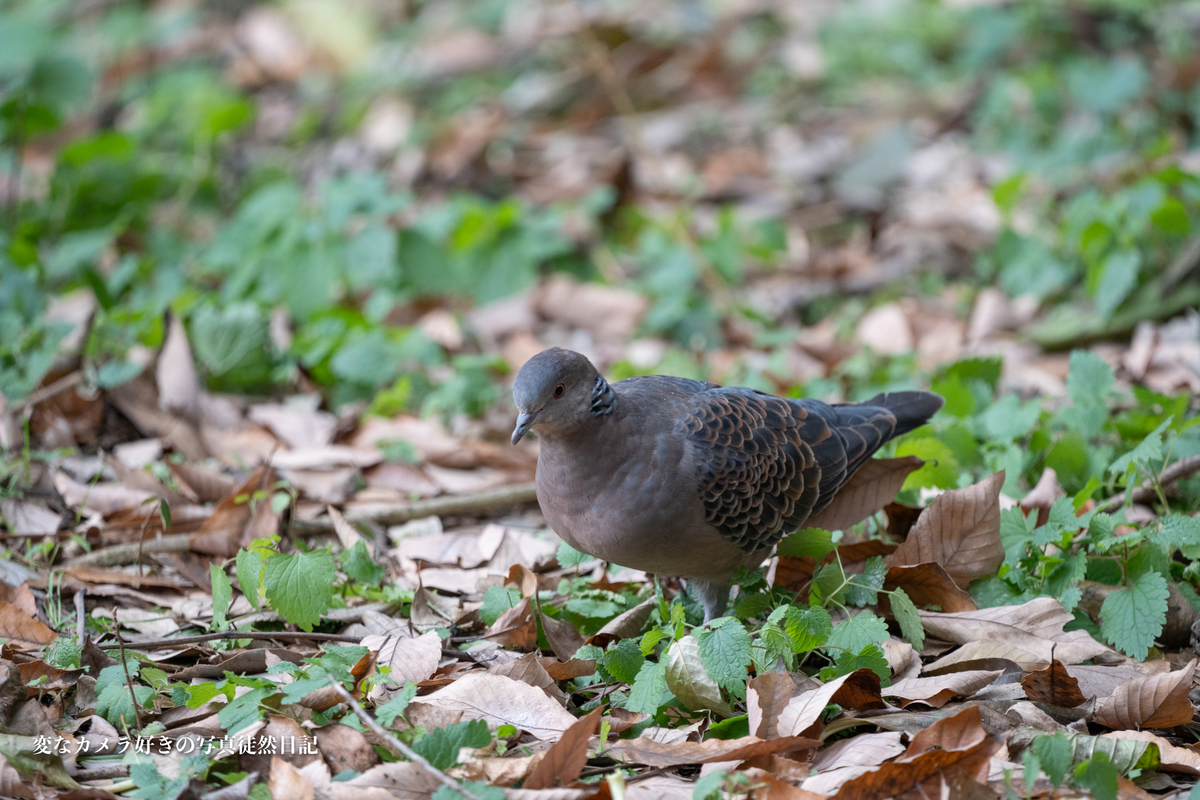 f:id:yuseiphotos:20210115002716j:plain