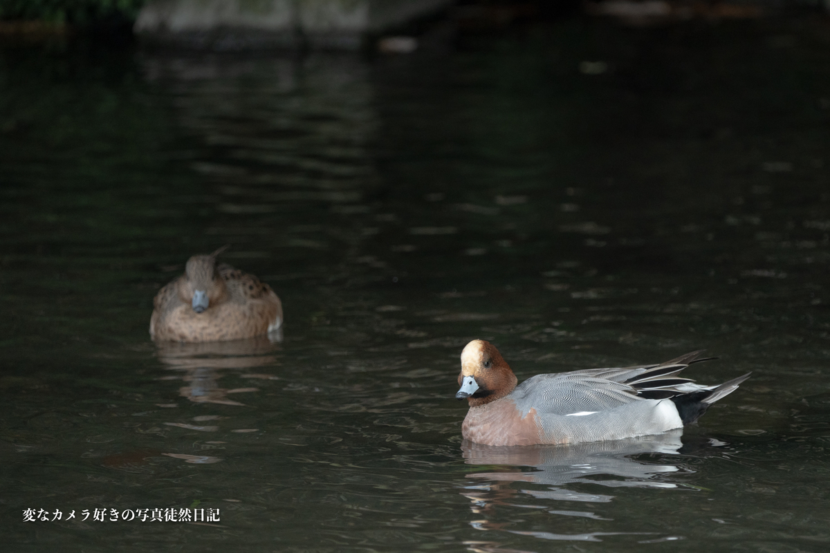 f:id:yuseiphotos:20210115002728j:plain