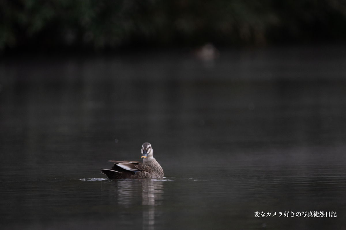 f:id:yuseiphotos:20210115002735j:plain