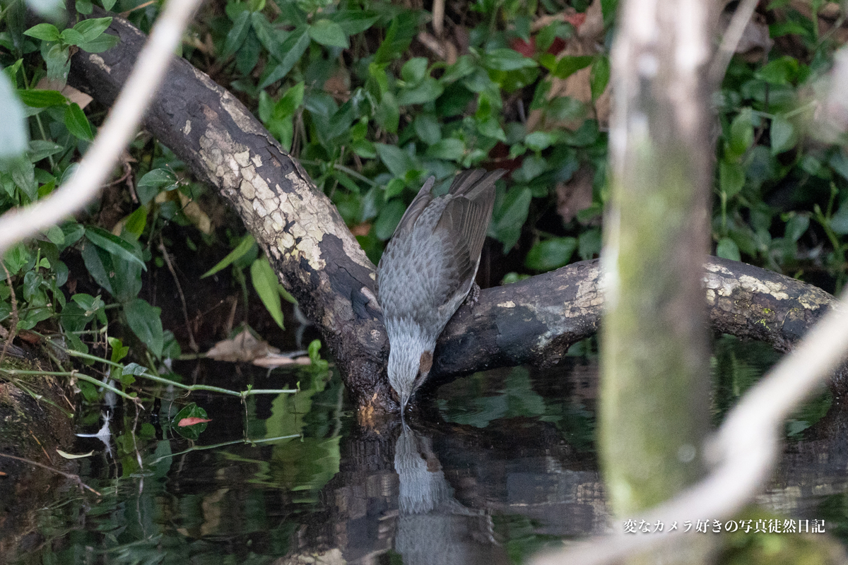 f:id:yuseiphotos:20210115002742j:plain