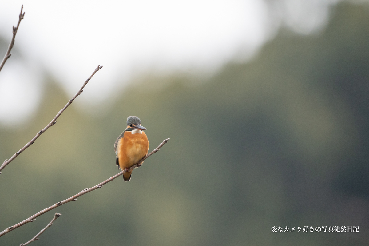 f:id:yuseiphotos:20210115002749j:plain