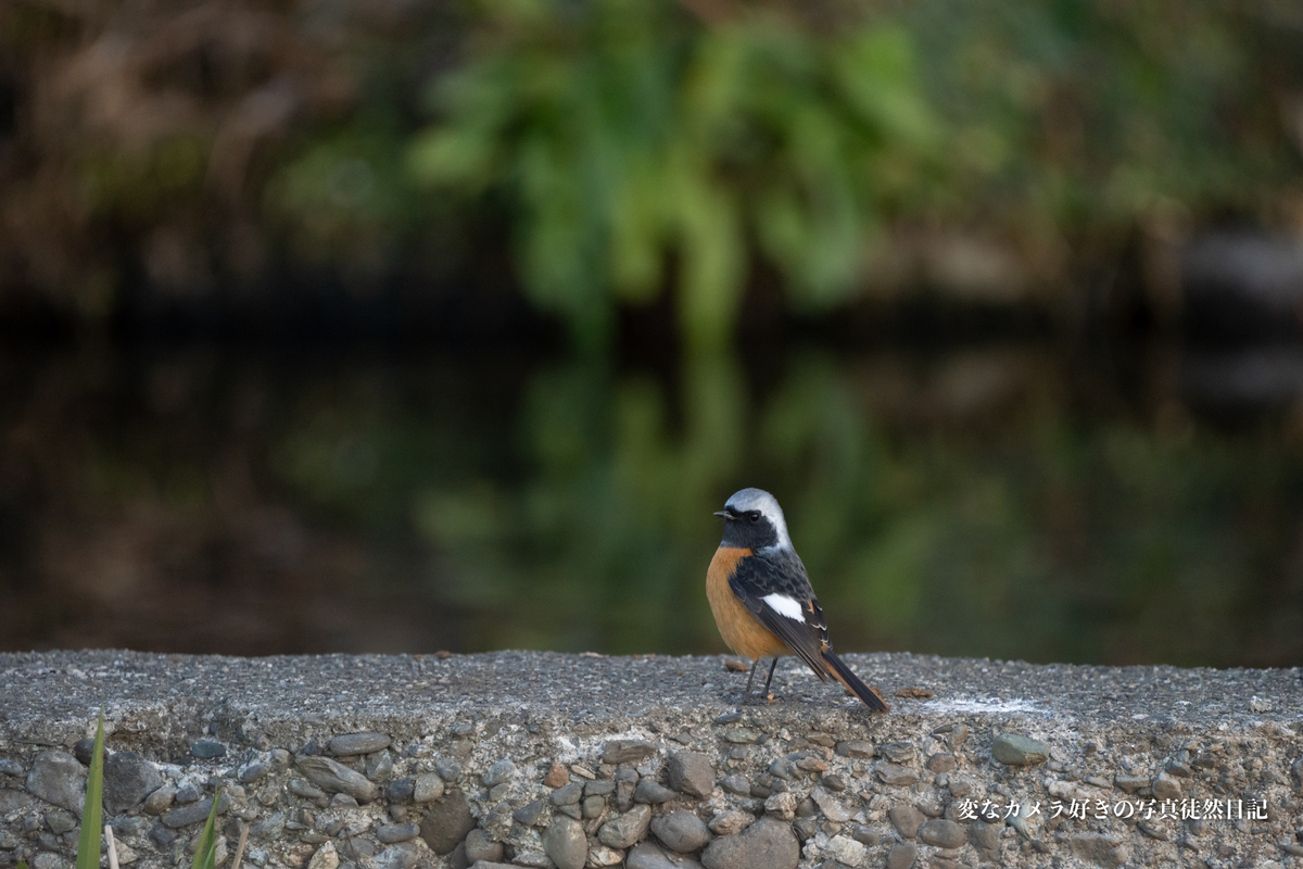 f:id:yuseiphotos:20210206042355j:plain