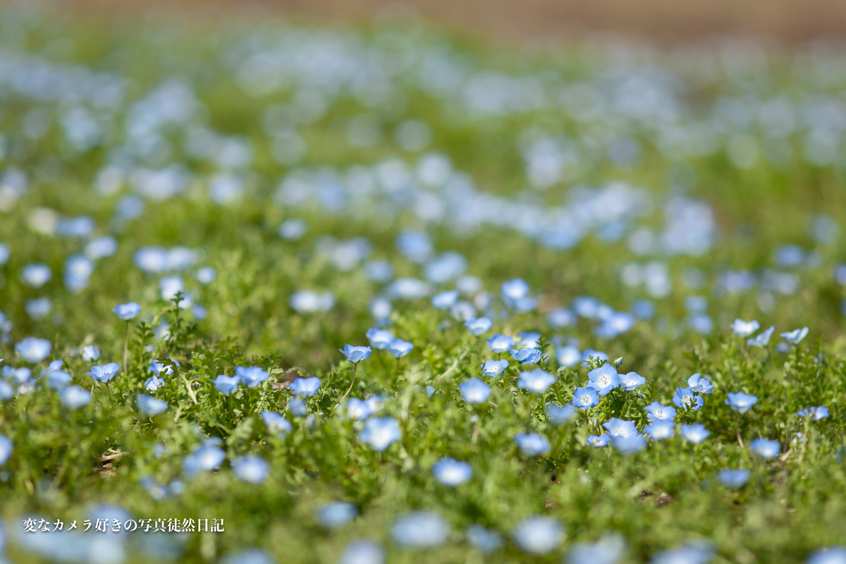 f:id:yuseiphotos:20210417173210j:plain