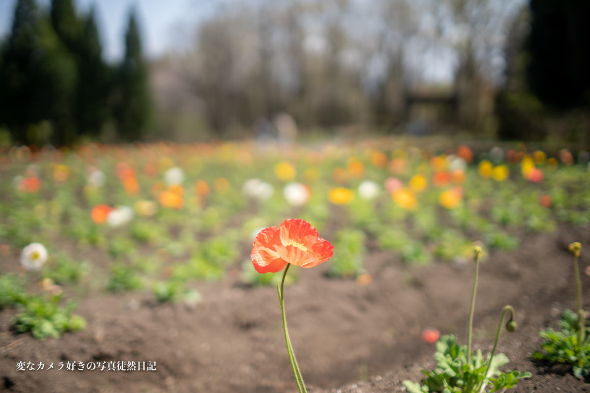 f:id:yuseiphotos:20210417174035j:plain