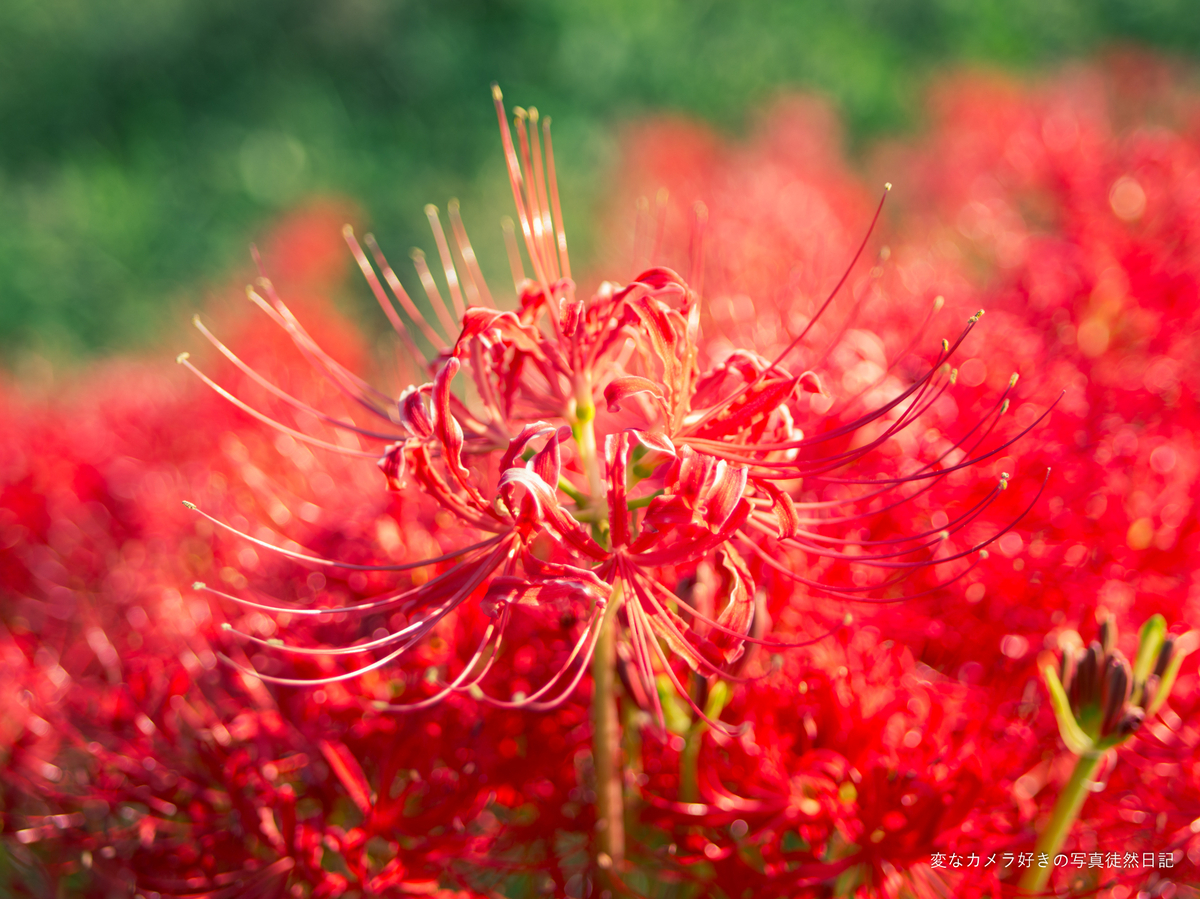 2024/10/12 熊本県益城町 寺中地区の彼岸花街道を撮る - 変なカメラ